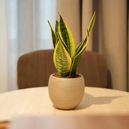 Apartment Nea Deluxe